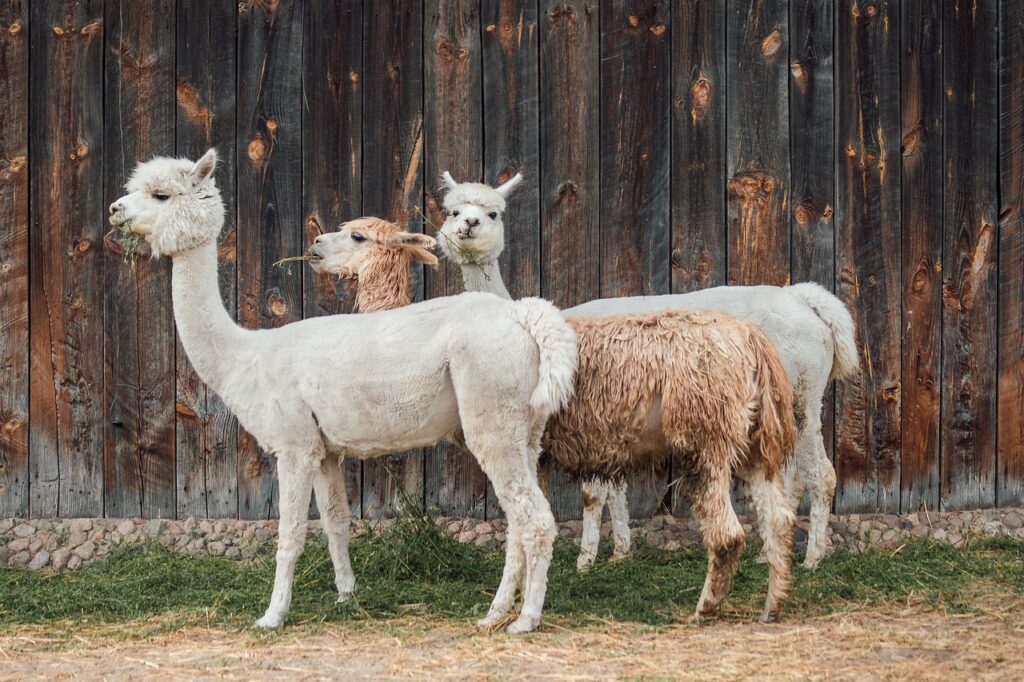 alpacas bird flu