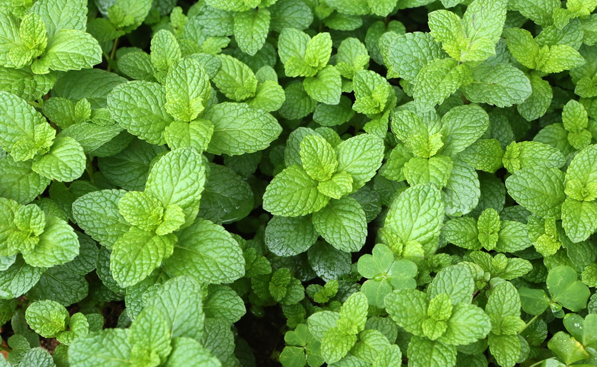 Mint (pudina) can do wonders to your body.