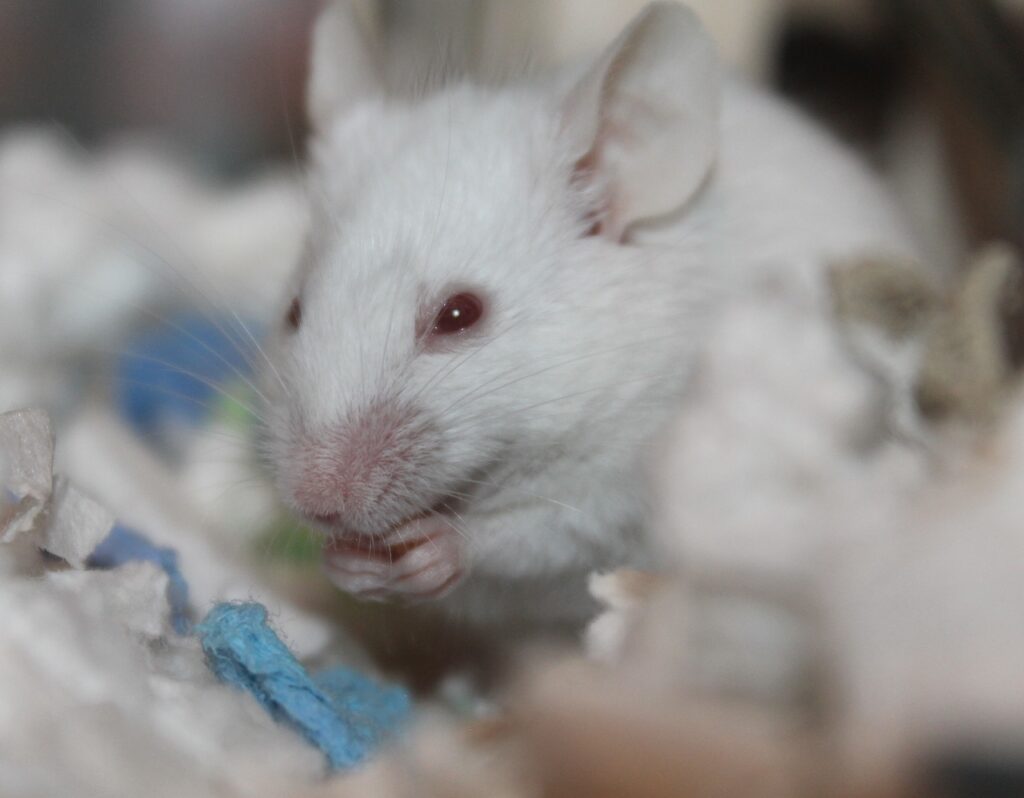 Illegal medical lab full of bioengineered mice, infectious agents discovered in California