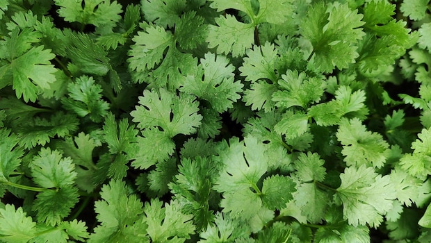 Use coriander or mint leaves to add a burst of flavour to your raita.