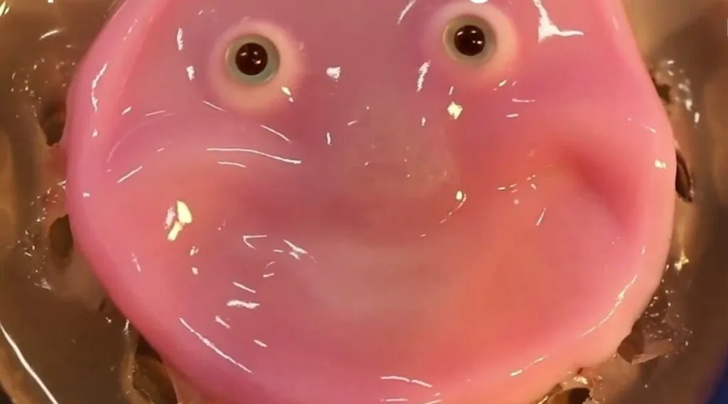 Japan scientists make smiling robot with 'living' skin