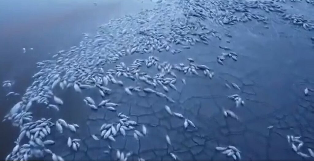 Thousands of fish dead as lake dries in Mexican drought