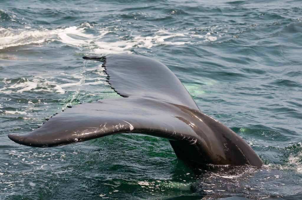 Gray whales shrinking fast as climate warms