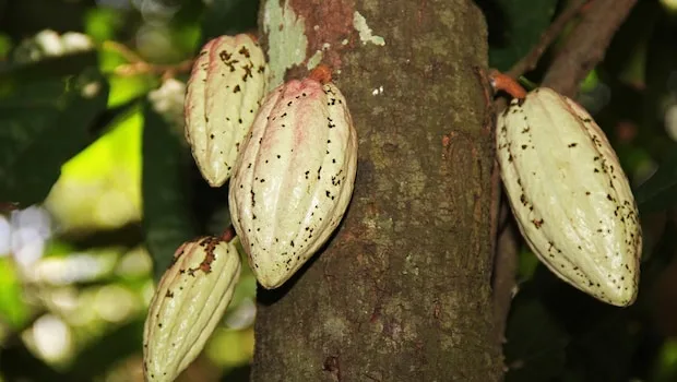 Cacao Pods