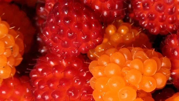 Salmonberry