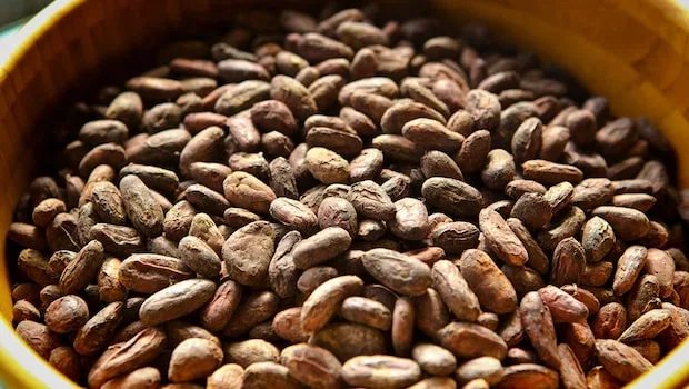 Drying Of The Beans