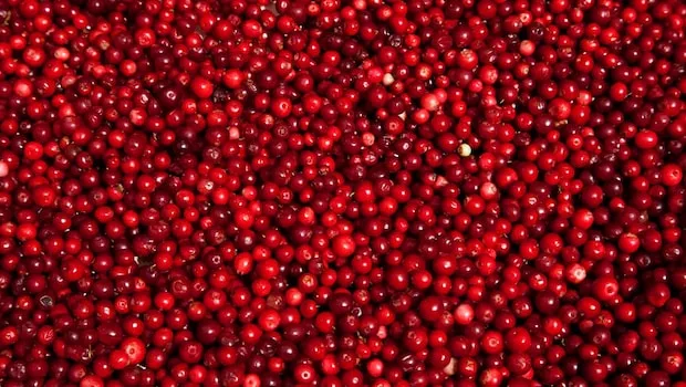 Lingonberry