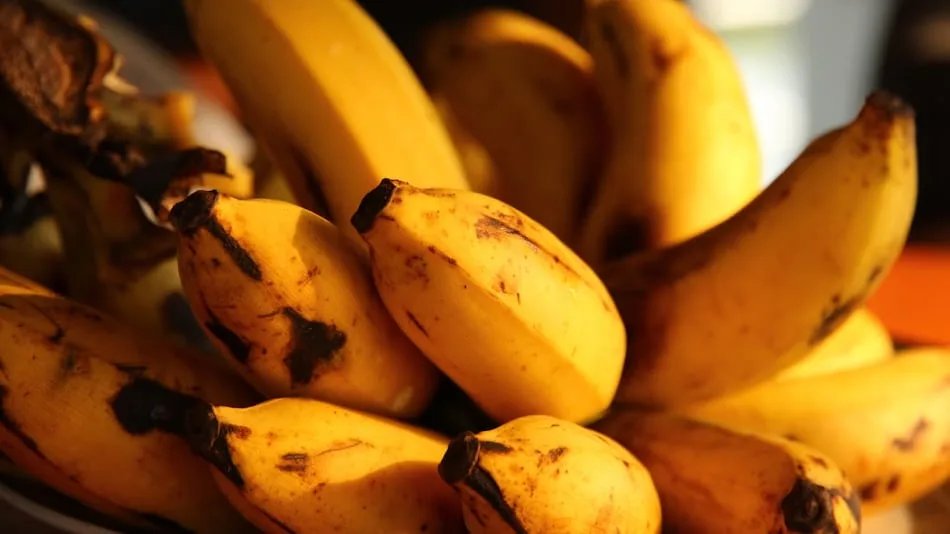 Banana Apocalypse Could Be Averted Thanks to Genetic Breakthrough