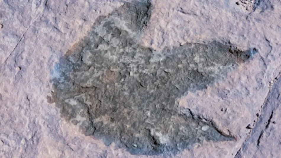 Young Girl Uncovers Dinosaur Footprints on South Wales Beach