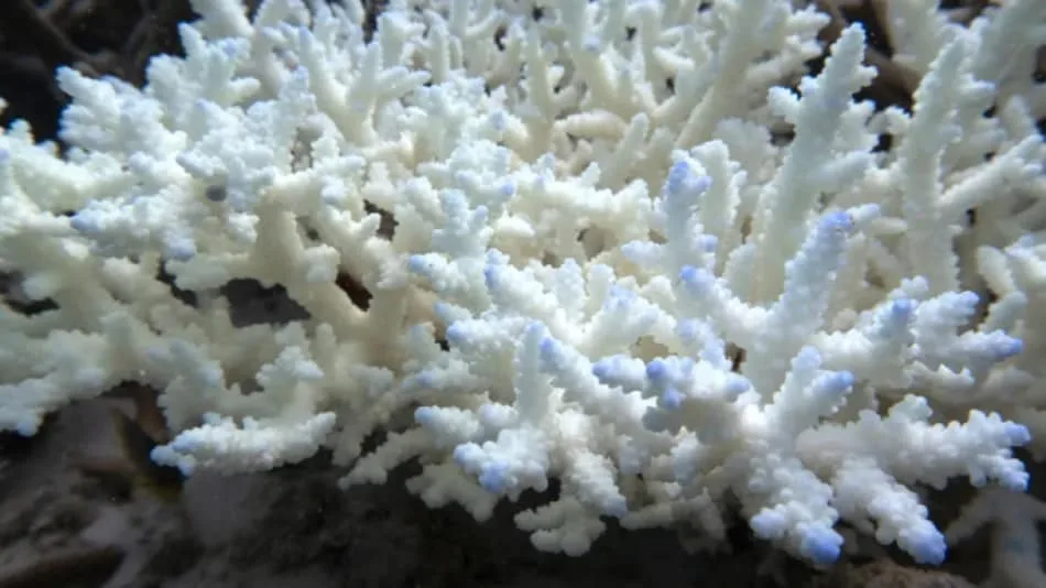 Great Barrier Reef Faces Hottest Ocean Temperatures in 400 Years, Threatening Coral Survival