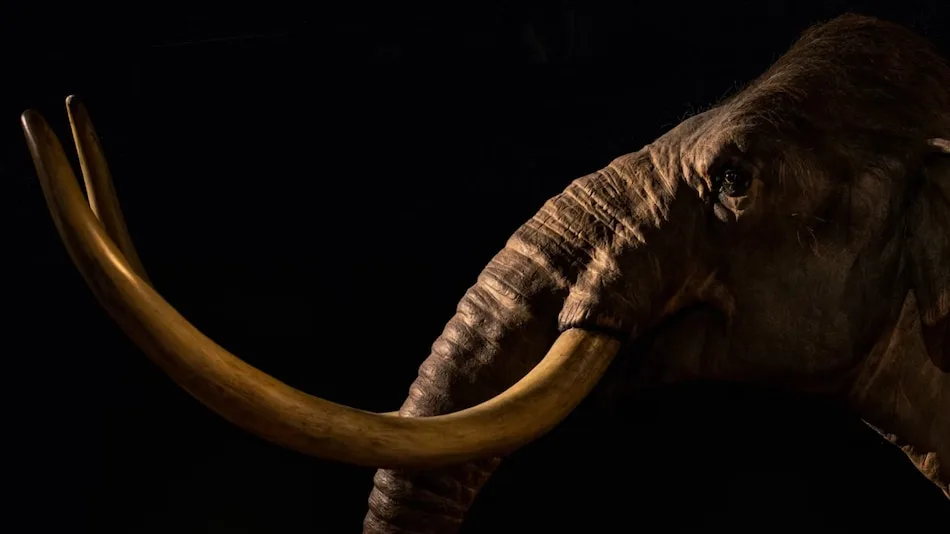 Woolly Mammoth Comeback? Science Might Revive Extinct Species by 2028