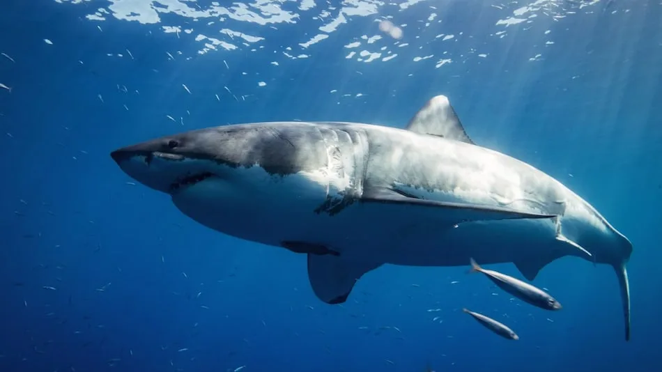 Porbeagle Shark Predation Documented: Great White Likely Behind Attack