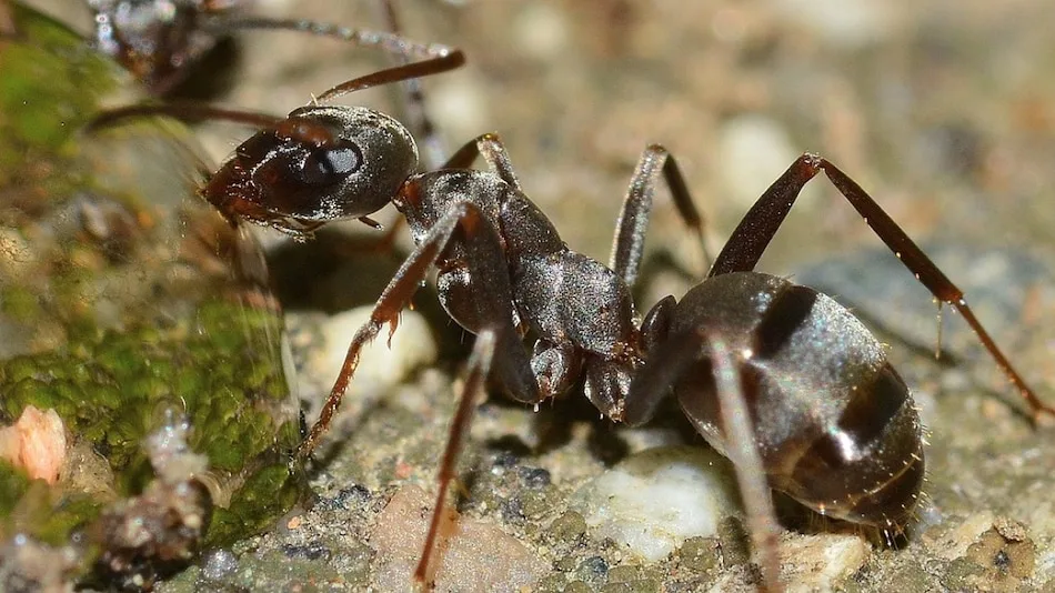 Study Reveals Ant Agriculture Began 66 Million Years Ago