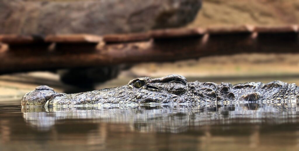 Probe says Australian chopper ran dry on crocodile egg hunt