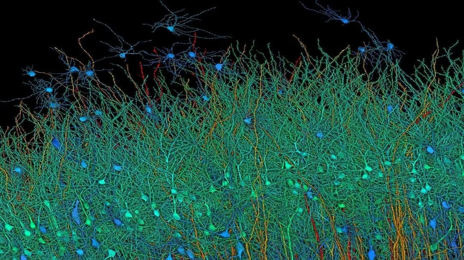 Harvard and Google Created the Most Detailed Map of Brain Using AI