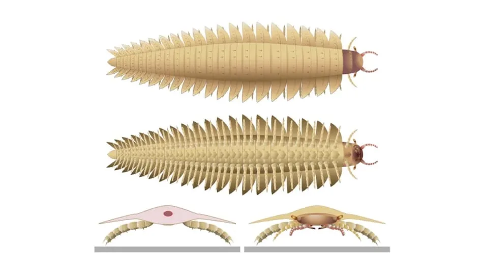 Head of Prehistoric Car-Size Millipede Finally Discovered, Sheds Light on Unsolved Evolutionary Link